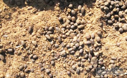 羊糞有機肥的優(yōu)缺點