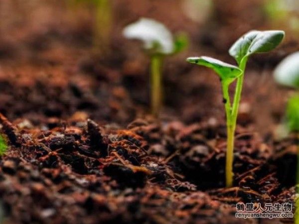 購買的有機肥在施用時應(yīng)注意什么？