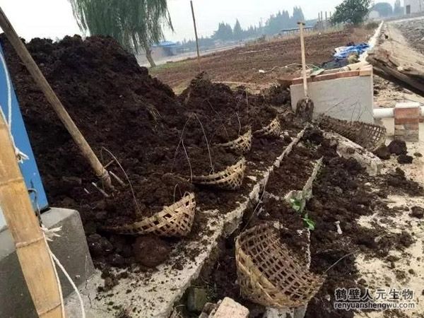 1噸雞糞可以發(fā)酵生產(chǎn)多少有機(jī)肥？這種雞糞有機(jī)肥是酸性還是堿性