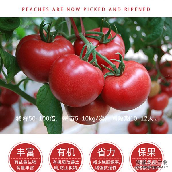 提高把料利用率，增加番茄產(chǎn)量，產(chǎn)量可增加20%以上，有助于提高番茄的坐果率，顯者提高香茄產(chǎn)量，改善番茄口感、果型、果色、色澤、品質(zhì)等，增加種植經(jīng)濟(jì)效益，同時(shí)兼具預(yù)防土傳病害，減少病害發(fā)生的功能。