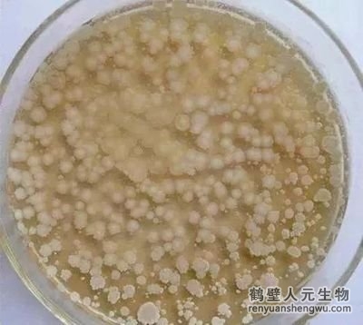 枯草芽孢桿菌如何促進(jìn)土壤有機(jī)質(zhì)的分解